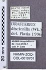 Etikette zu Drasterius discicollis (NHMW-ZOO-COL-0010701)